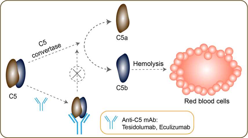 Mechanism of action of Eculizumab